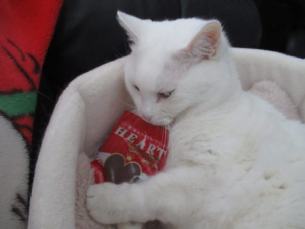 皆のハートをしっかりと受け取ったニャン❤️